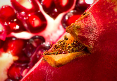 Close-up of food