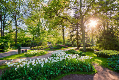 View of flowering plants in garden