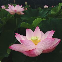 Close-up of pink water lily in lake