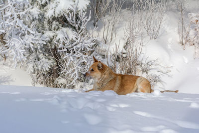 Dog standing on snow covered field