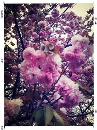 Pink flowers blooming on tree