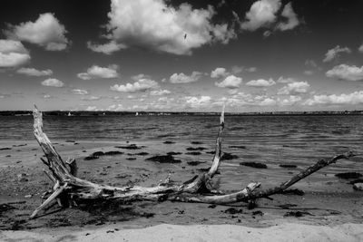 Driftwood on beach by sea against sky