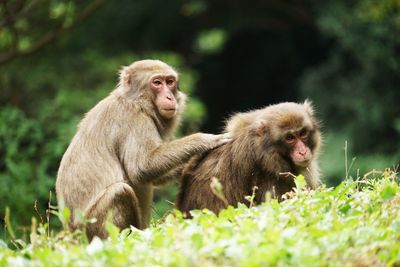 Japanese macaques sitting on field