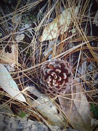 Close-up of abandoned outdoors