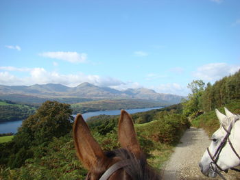 High angle view of horses on footpath