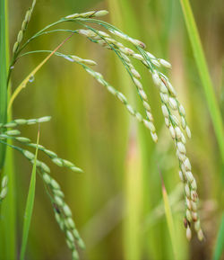 Close-up of fresh green plant