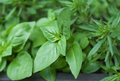 Close-up of green leaves