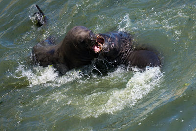 High angle view of sea lion swimming in water