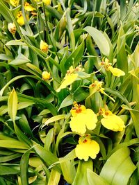 Close-up of yellow flowers blooming outdoors