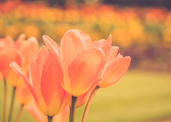 Close-up of flower blooming outdoors