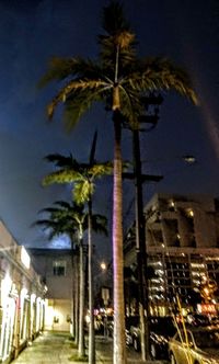 Palm trees at night