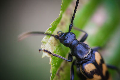 Close-up of insect on plant