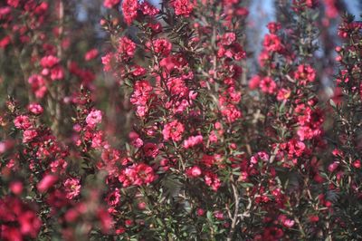 Full frame shot of red flowers