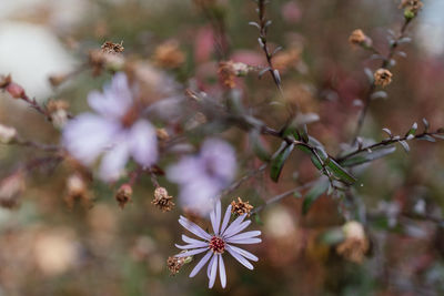 Close-up of cherry blossom on tree
