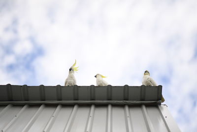 Low angle view of birds perching on roof against building