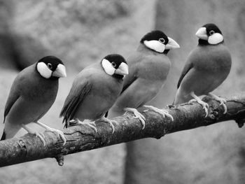 Timor sparrows perching on stick