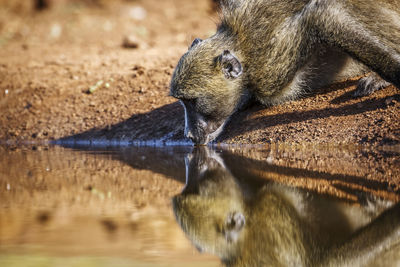 Close-up of squirrel