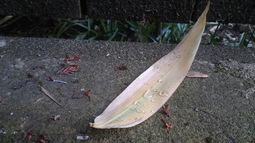 Close-up high angle view of leaf