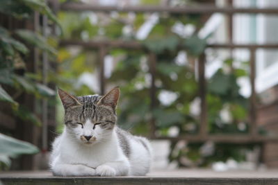 Close-up portrait of a cat