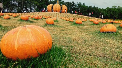 View of pumpkins on field