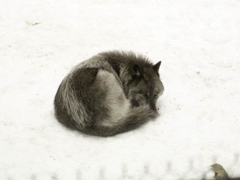 Close-up of rabbit on snow