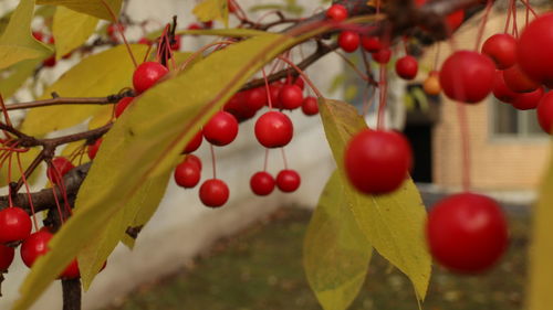 Close-up of red berries growing on tree