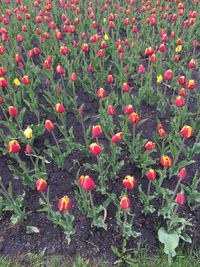 Red poppy flowers blooming on field