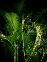 Close-up of palm trees