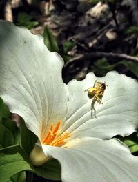 Close-up of bee on white flower