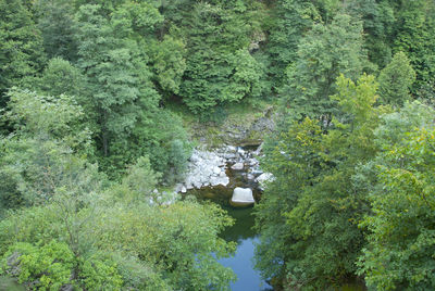 Scenic view of forest