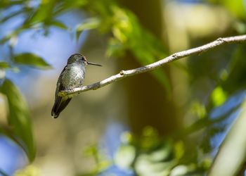 Close-up of bird perching on plant