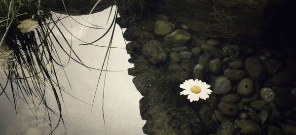 Close-up of flowers blooming on tree