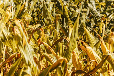 Full frame shot of wheat field