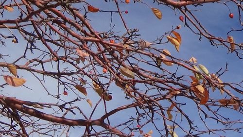 Low angle view of tree against clear sky