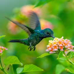 The hummingbird