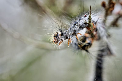 Close-up of spider