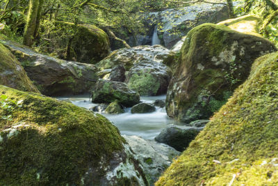 Scenic view of waterfall in forest