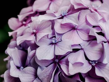 Close-up of pink hydrangea flowers