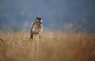 Long eared owl perched on a fence post grooming after a rain shower