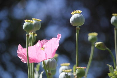 Close-up of pink poppy flowers
