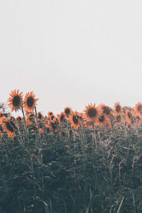 Close-up of flowering plants on field against clear sky