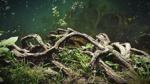 Close-up of plants against lake