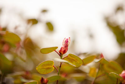 Close-up of pink flowering plant