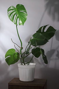 Monstera deliciosa flower with large leaves in a flower pot near the wall. plant room concept