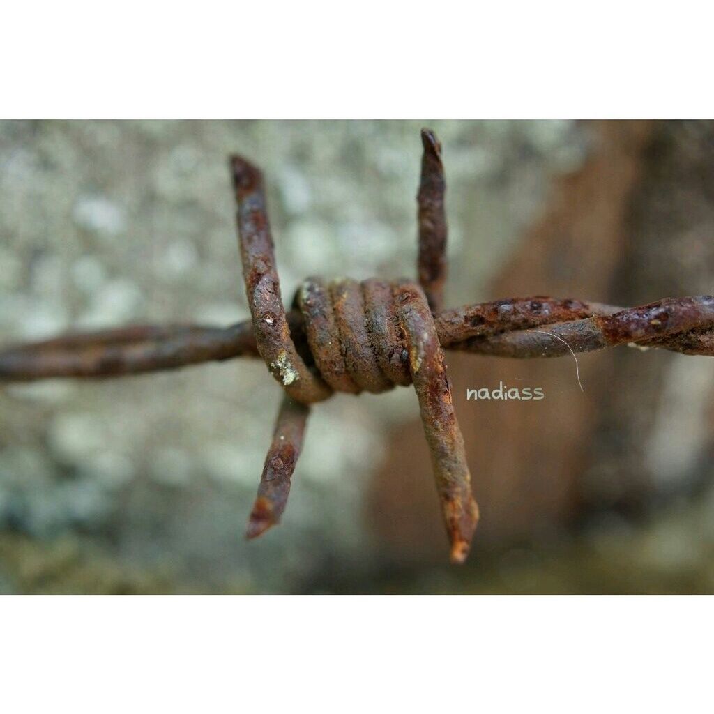 close-up, transfer print, rusty, wildlife, focus on foreground, animals in the wild, animal themes, auto post production filter, one animal, metal, day, old, textured, outdoors, nature, wood - material, no people, protection, damaged, selective focus