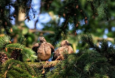 Birds perching on pine tree