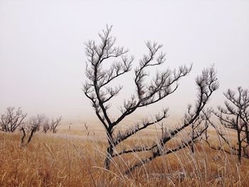 Bare trees against clear sky