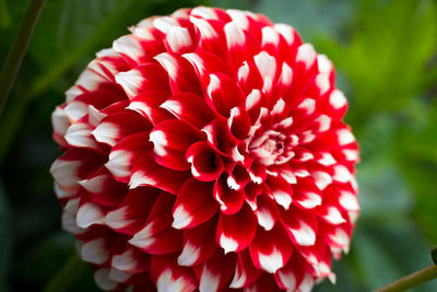 Close-up of red dahlia blooming outdoors
