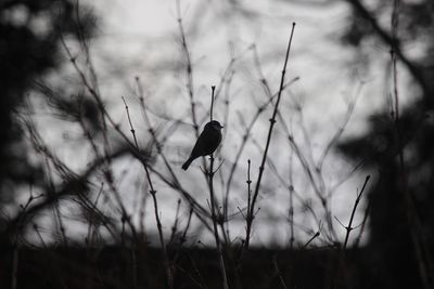 Bird perching on a field