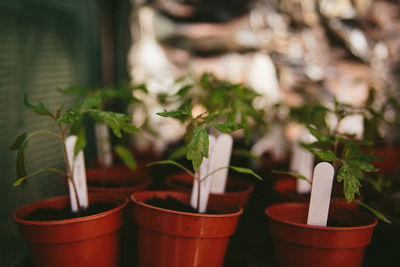 Close-up of potted plant